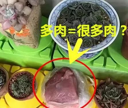幼兒園老師布置樹葉收集作業，萌娃扛來兩米高‘巨無霸’樹葉驚呆全場